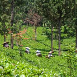 Wonosari 9 hotels with parking