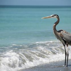 Grayton Beach 11 hotels