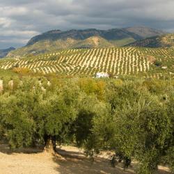 Bailén 5 pet-friendly hotels
