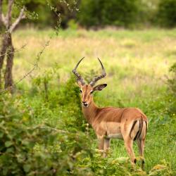 Manyeleti Game Reserve 6 glamping sites