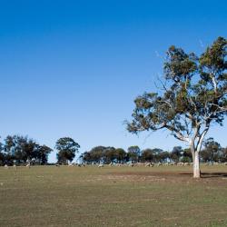 Manjimup 13 hotelů