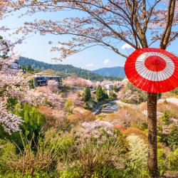 Yoshino 3 pet-friendly hotels
