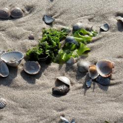 Pourville-sur-Mer 7 hotels
