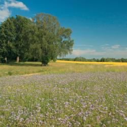 Iecava 4 pet-friendly hotels