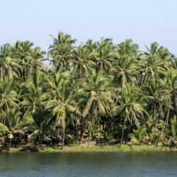 Kundapur 7 of the cottages