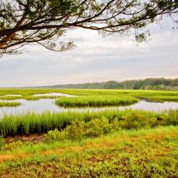 Fernandina Beach 575 hotelů