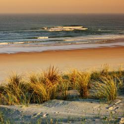 Mimizan-Plage 4 campgrounds