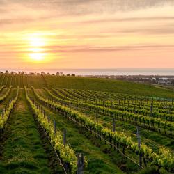 McLaren Vale 3 penziony