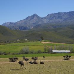 Oudtshoorn 17 cabins
