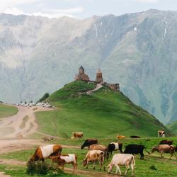 Kazbegi