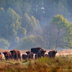 Białowieża 47 acomoda&ccedil;&otilde;es com cozinha