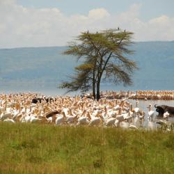 Nakuru