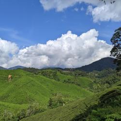 Kulai 55 hotels with parking