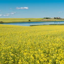 Swift Current 10 hot&eacute;is que aceitam pets