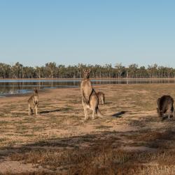 Dalby 17 hotels