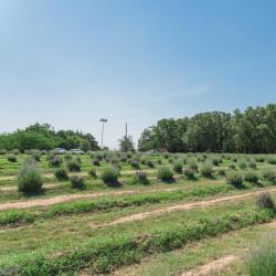 Gainesville 10 hotelov s parkovan&iacute;m