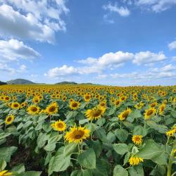 Pak Chong 16 pet-friendly hotels