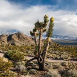Beaver 7 casas de campo