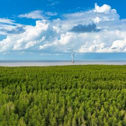 C&agrave; Mau 5 hot&eacute;is que aceitam pets