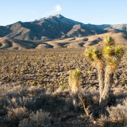 Pahrump 5 apartments