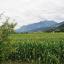 Wattens