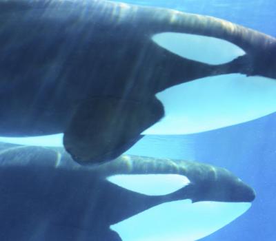 Sea World Orlando Area