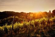LOISIUM Wine & Spa Resort Südsteiermark