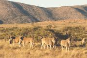 Tswalu Kalahari Reserve