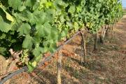Agroturismo Llucasaldent Gran Menorca - Adults Only