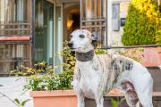Albergo Al Sole