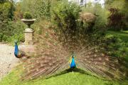 Marlfield House Hotel