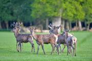 New Park Manor Hotel - A Luxury Family Hotel