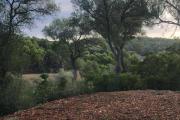Fincahotel Treurer - Olive Grove & Grand House - Adults Only