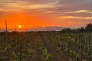 Agriturismo Baglio Donnafranca Wine Resort