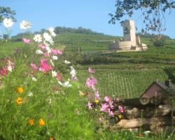 Ecologis du Vignoble