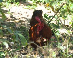 Bem Natural Pousada e Camping