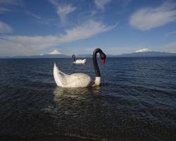 Cabañas Llanquihue cerca del Lago