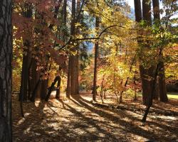 Yosemite Condominium