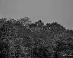 Mama Roos Home Stay Tangkoko