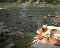 Twisp River Suites/ Paws A-While