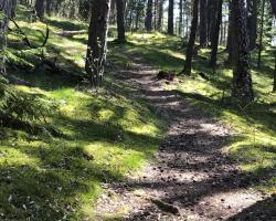 Apartments Isle of Pinecones