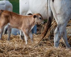 Agriturismo Al Girasole