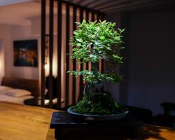 Bonsai Family Residence