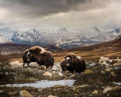 Frich`s Oppdalsporten