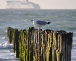 Ancre de Mer