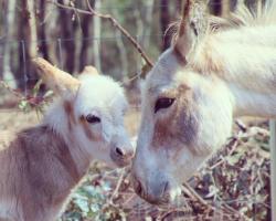 Donkey Tales Farm Cottages