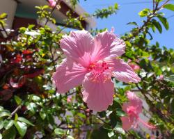 Pension Hibiscus