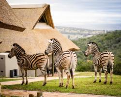 Jbay Zebra Lodge