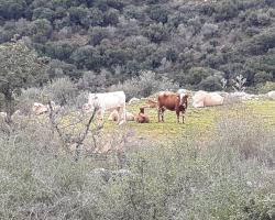 Country lodging in Manot