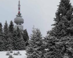 Snowy dreams Pamporovo